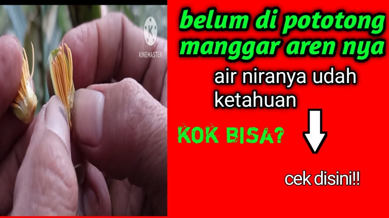CARA MELIHAT AIR NIRA TANPA MELAKUKAN PEMOTONGAN! Zona petani aren solusinya.