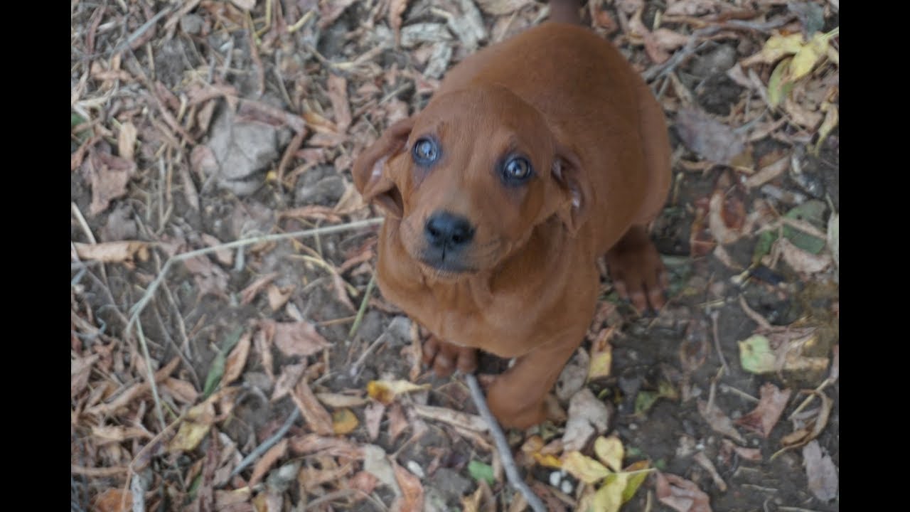 Super cute 8.5 week REDBONE COONHOUND PUPPIES - Jorja x Jed