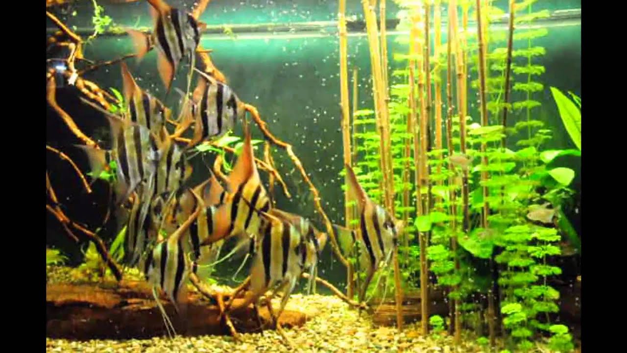 Pterophyllum altum 2.wmv