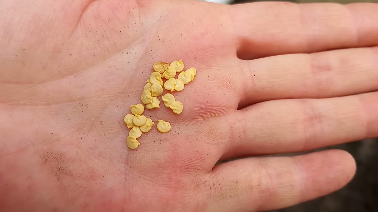 Hoe Plant je Rode Punt Paprika Zaden