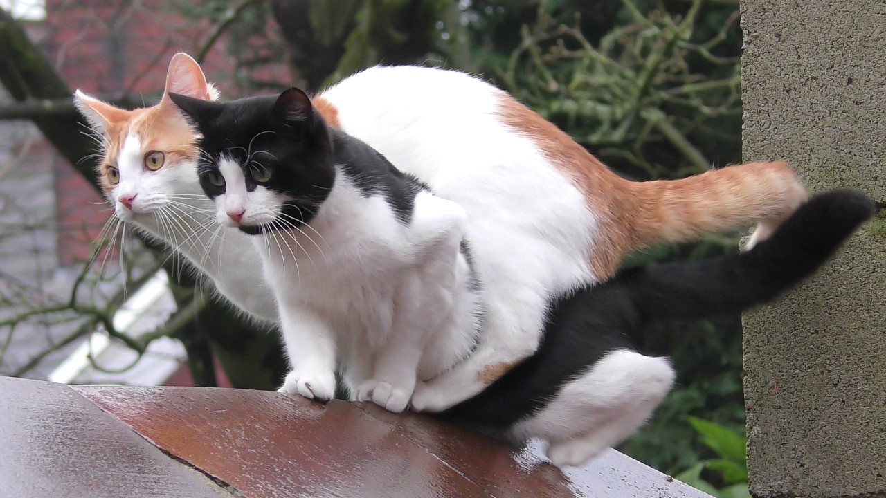 Synchronized Cats