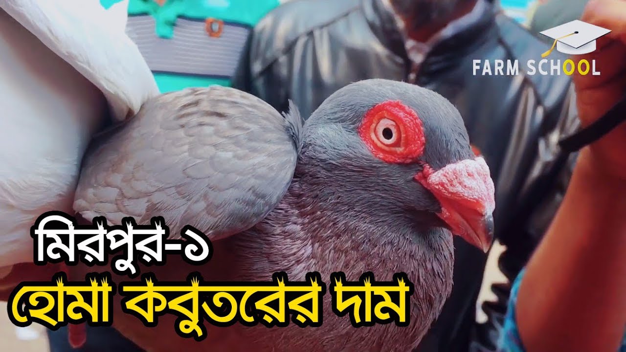 এক ভিডিওতে সব ধরনের হোমা কবুতরের দাম জানুন | বিউটি হোমা কবুতরের দাম   কবুতরের দাম ২০২০ |Beauty Homer