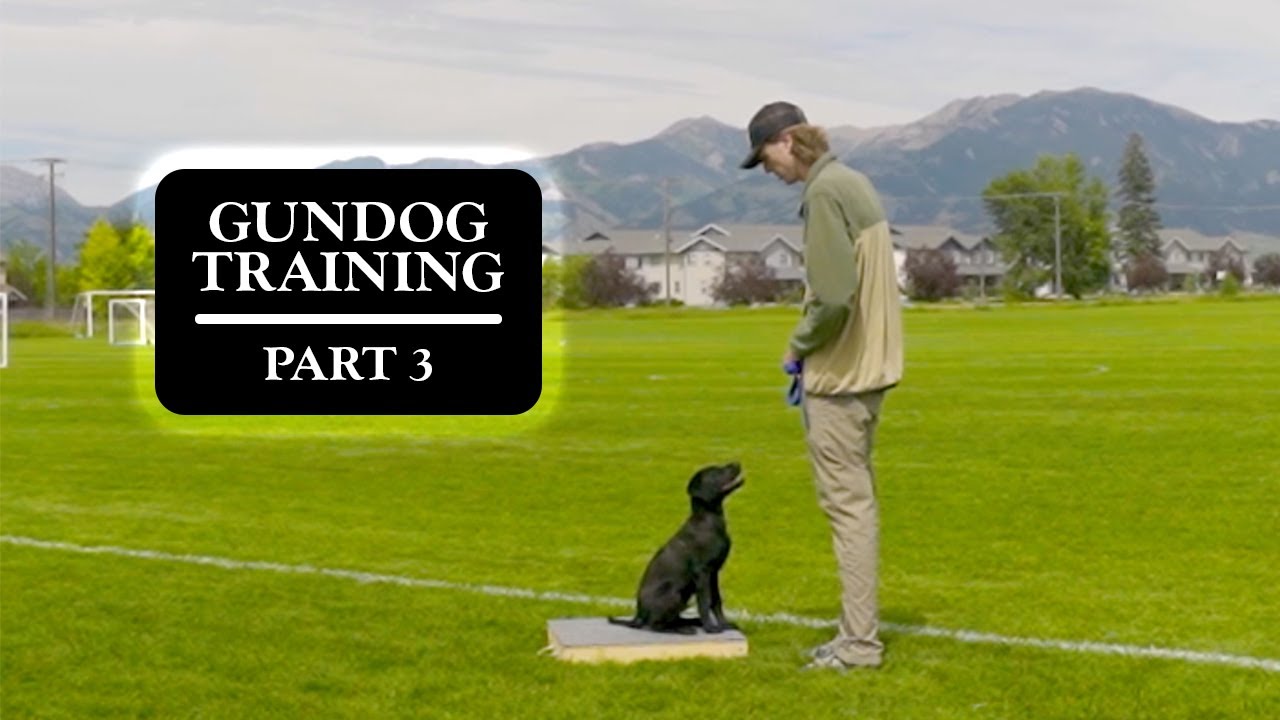 Obedience training | TRAINING MY DUCK DOG | Part 3