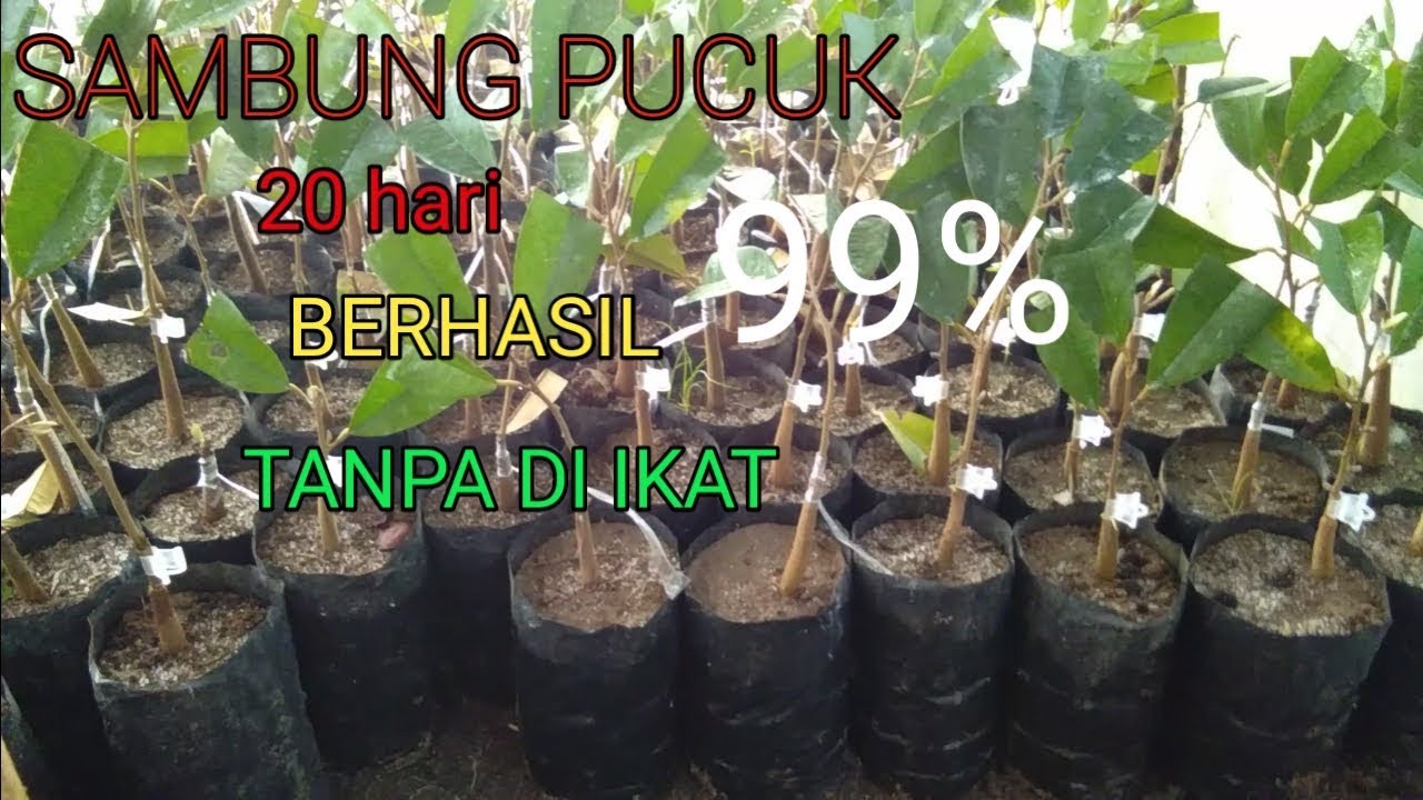 Sambung pucuk durian berhasil 99% menggunakan grafting Clip