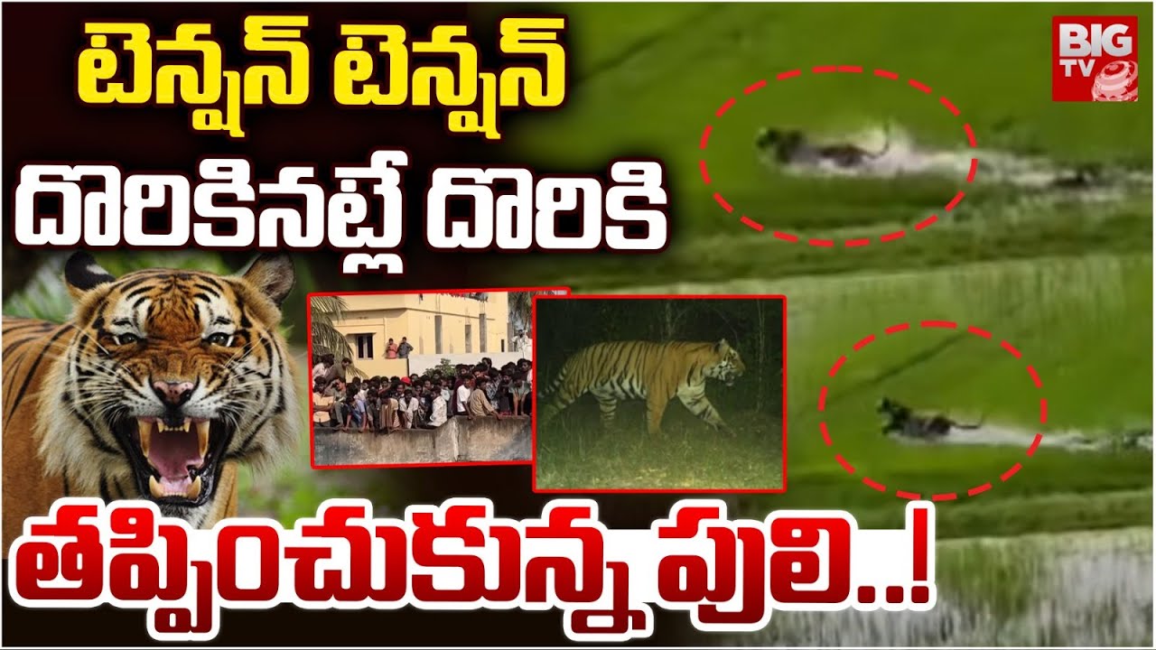 దొరికినట్లే దొరికి తప్పించుకున్న పులి | Tiger Rescue Operation At Kurmapuram Latest Update | BIGTV