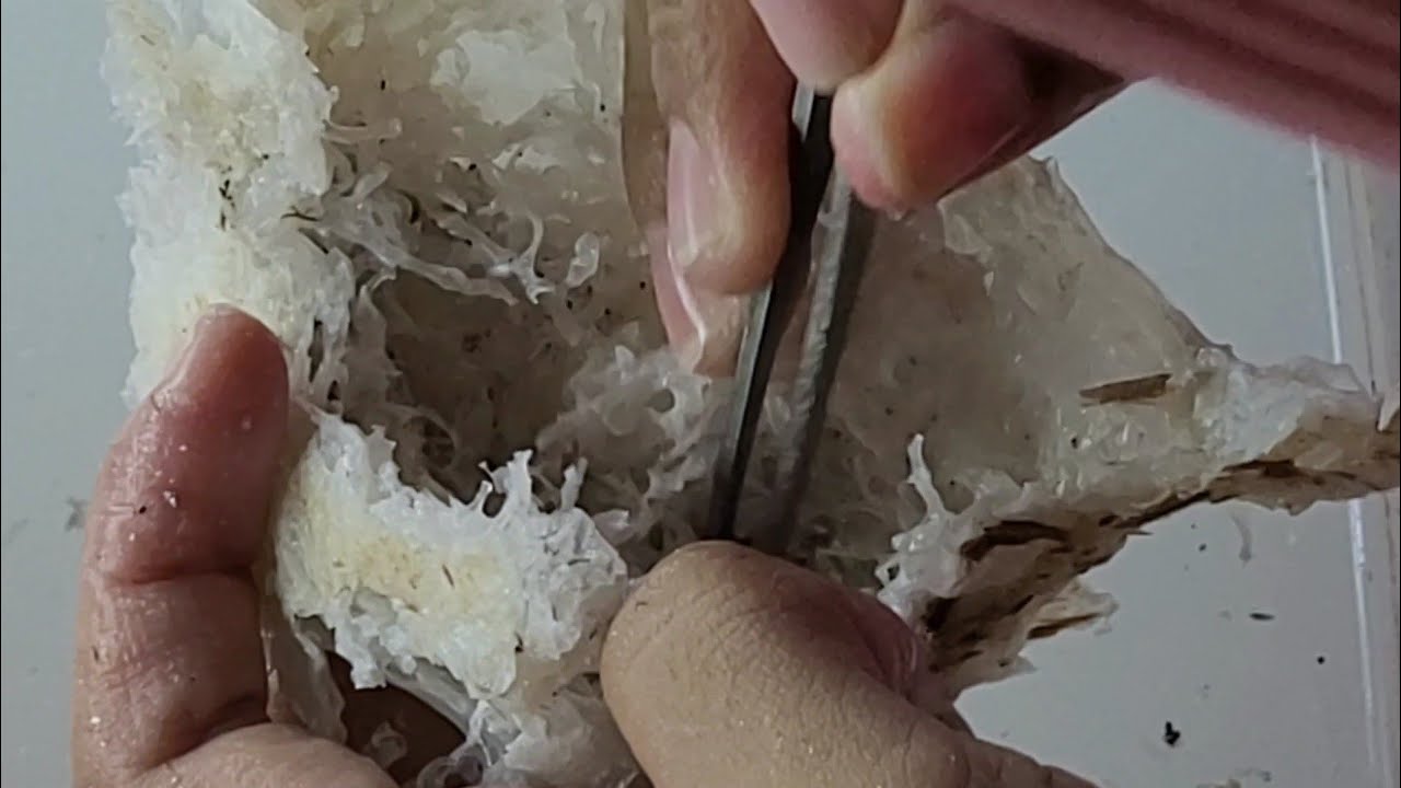 Cleaning the Dirtiest Swiftlet Nest I’ve Ever Found | ASMR
