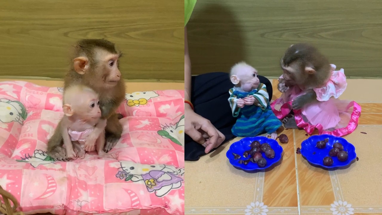 Sweet Monkey Sisters Sharing Snacks – Too Cute to Handle!