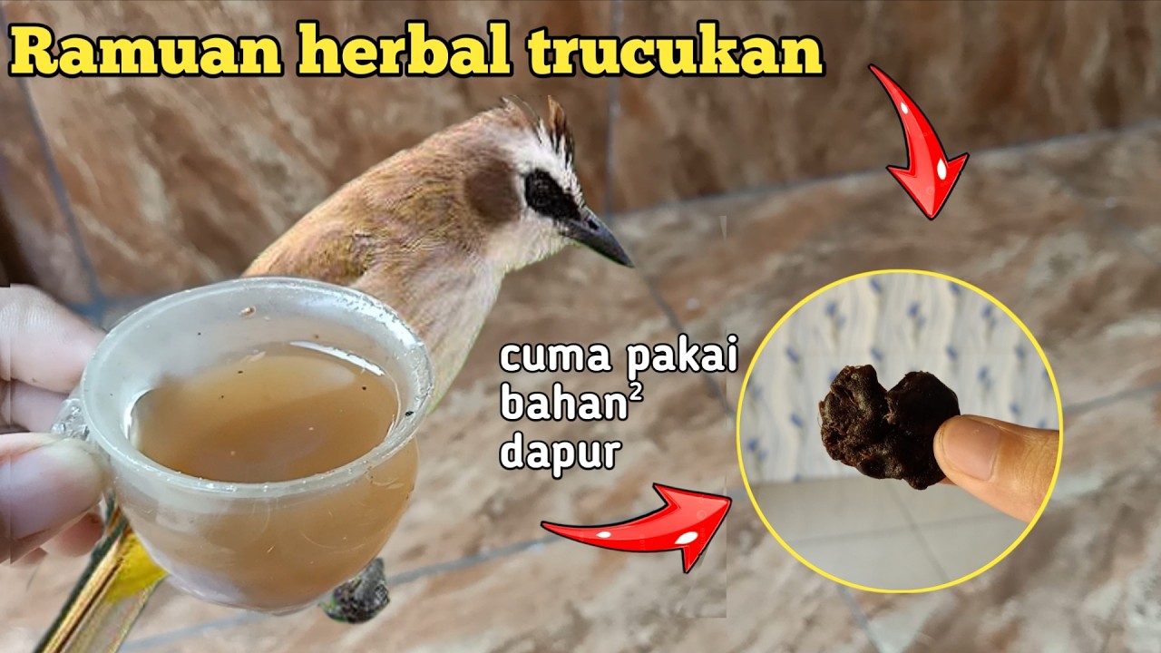 gila si‼️cuma modal bumbu dapur bisa bikin trucuk gacor siang malam