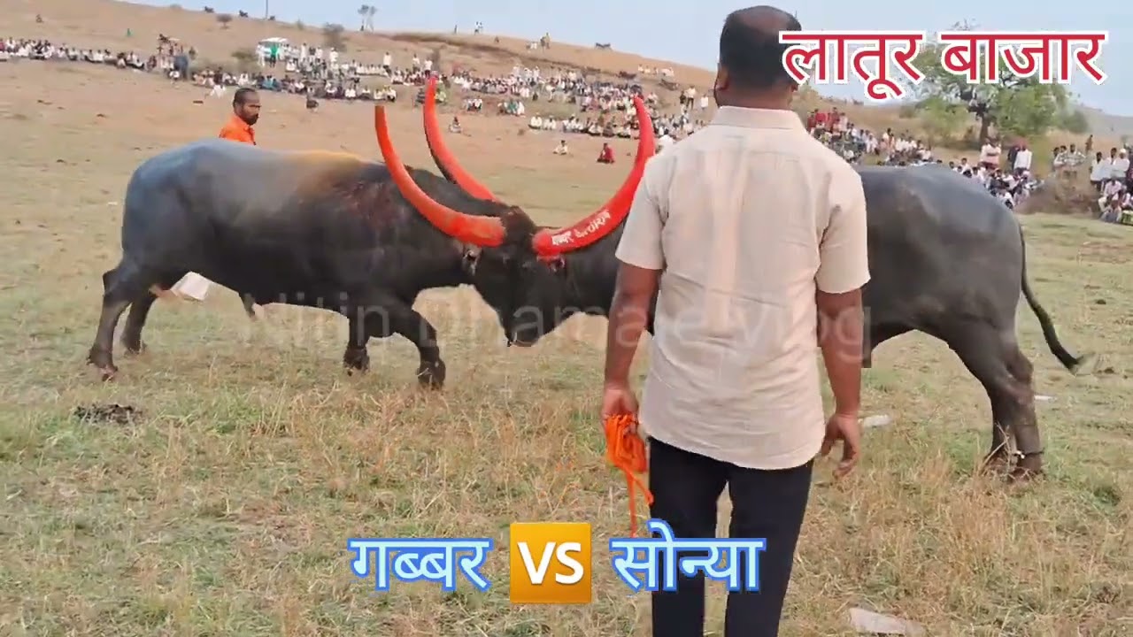 गब्बरची विजयी सलामी...भारत मामा माळी धाराशिव यांचा गब्बर🆚बाळू इंगोले बीड यांचा सोन्या.गब्बर विजयी.