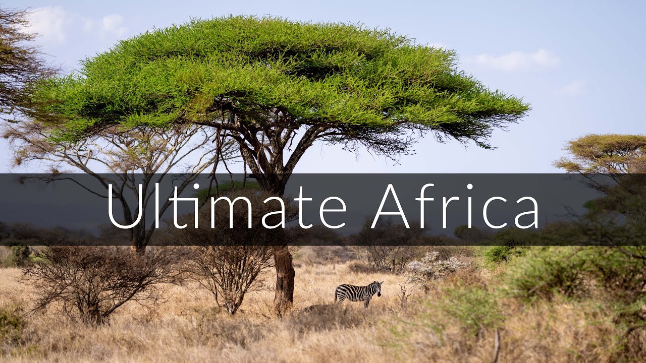 12 hours of uninterrupted African savanna ambience [no loop]