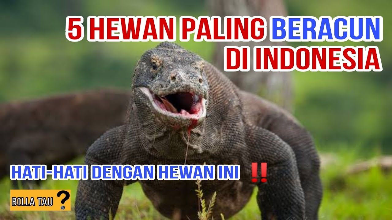 5 Hewan BERACUN Di Indonesia