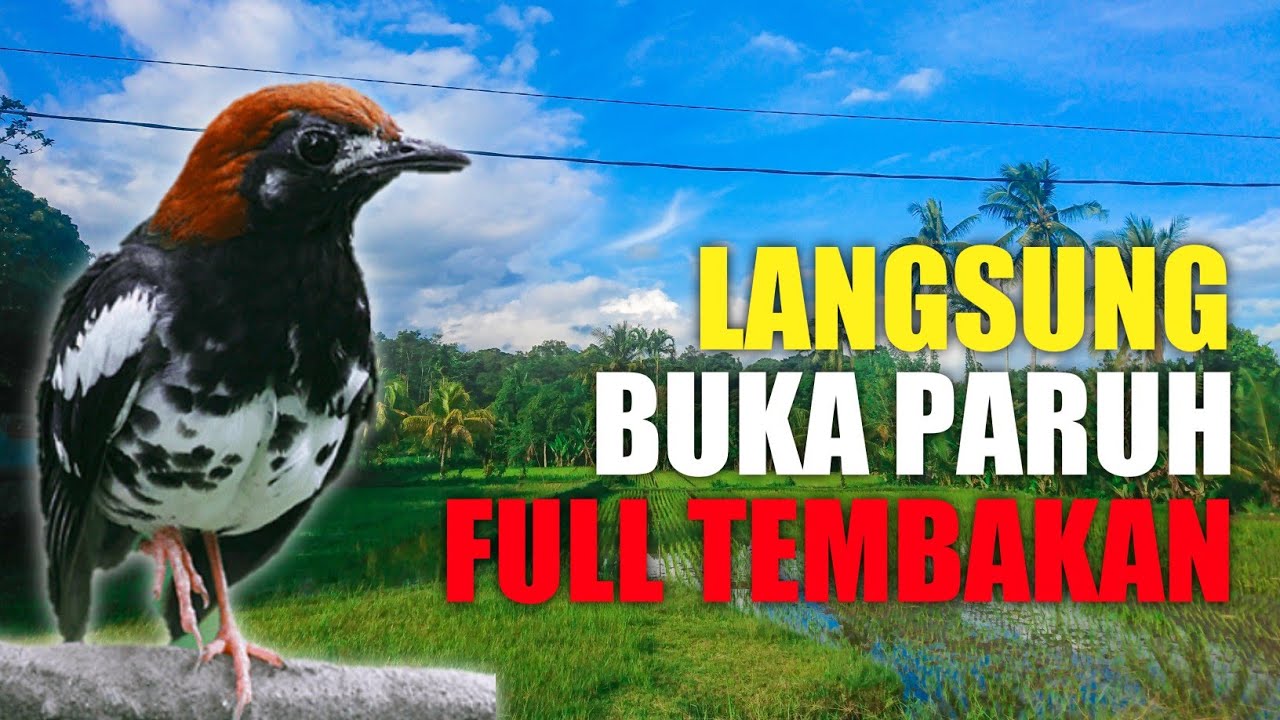 Masteran Anis Kembang Agar Cepat Gacor Ngeplong Pancingan Untuk Macet Bunyi