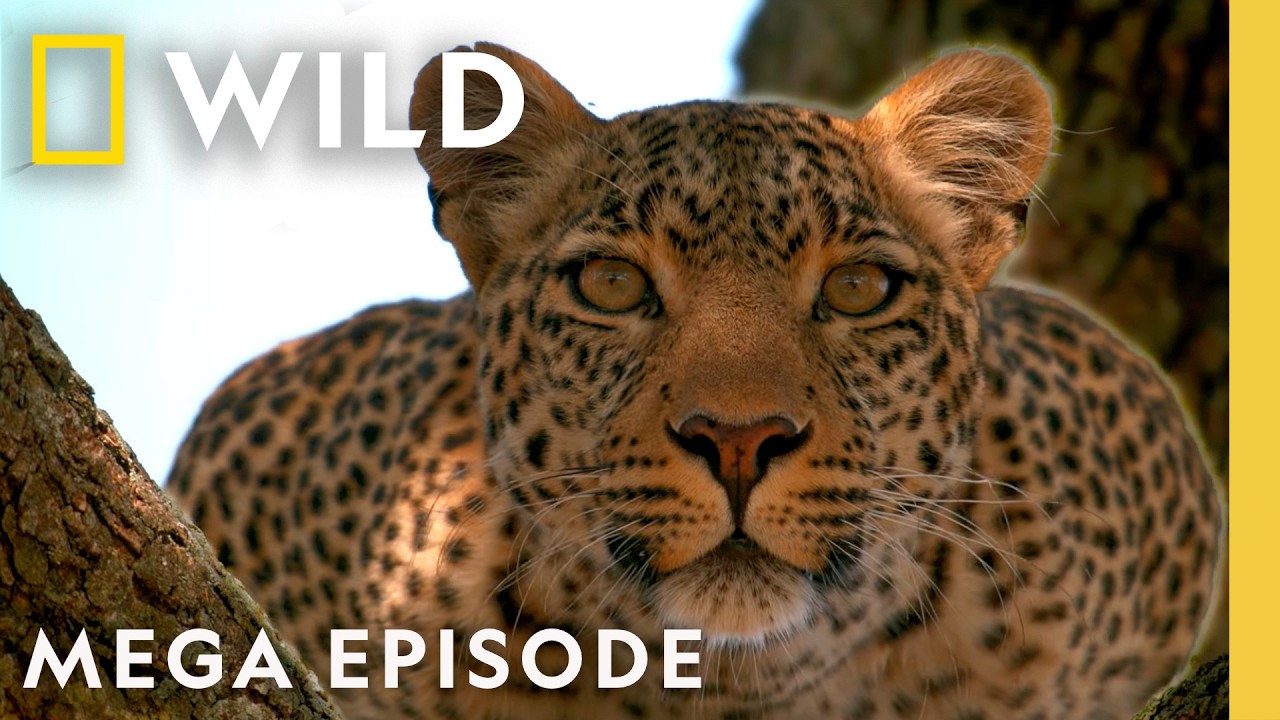 Following Elusive Leopards | MEGA Episode | Nat Geo Animals