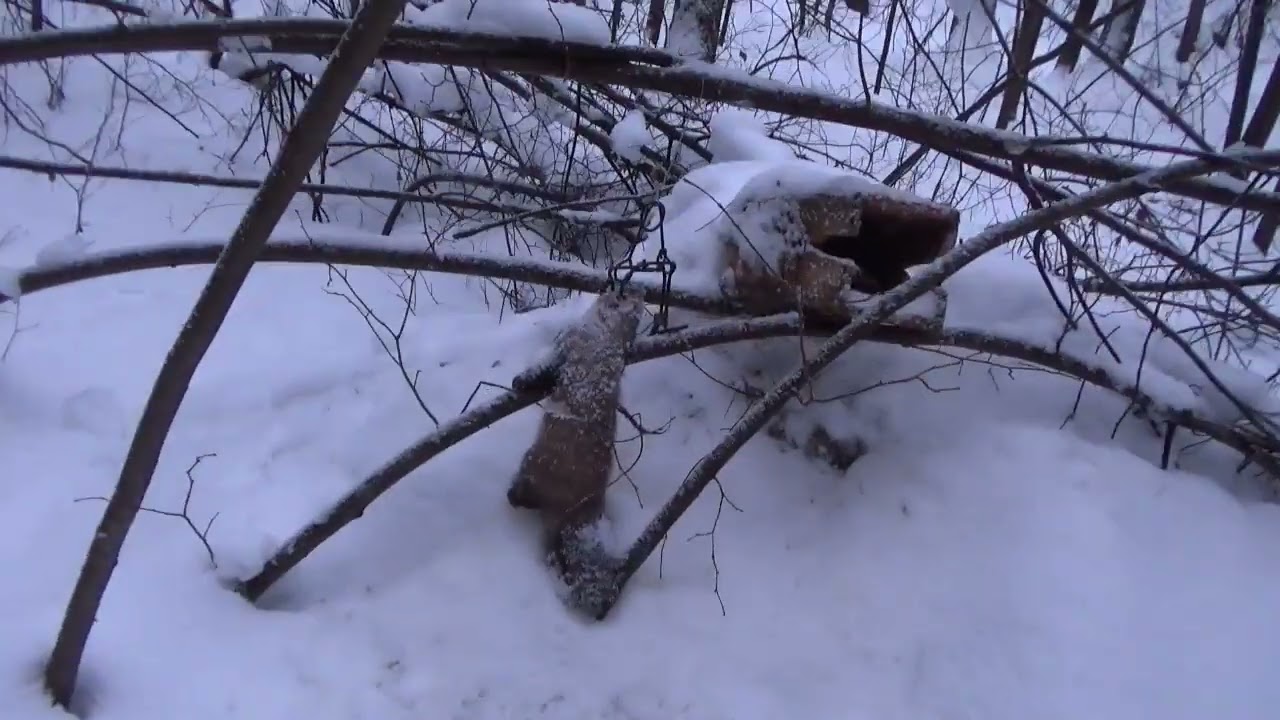Проверка капканов 2025г удачно.