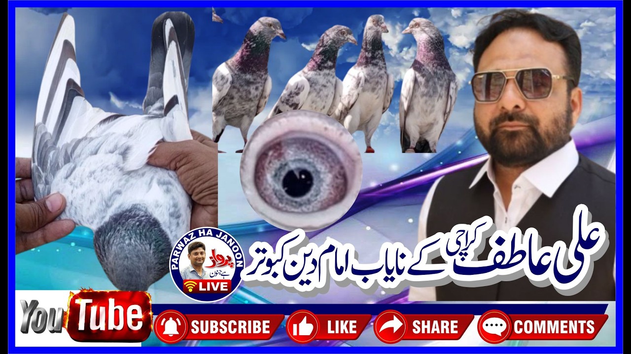 A beautiful loft and pigeons Ali Atif with Adnan Sunny from Karachi
