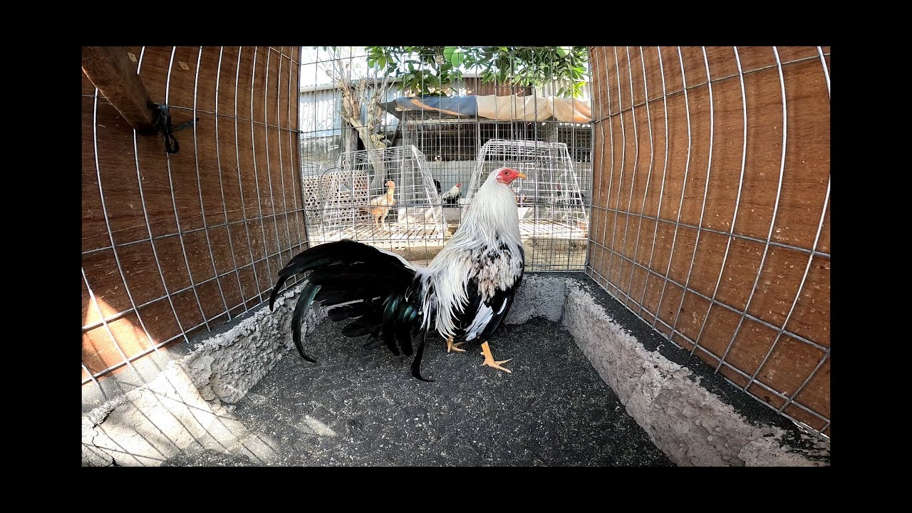 AYAMNYA TIDAK BANYAK, NAMUN KALAU NGOMONGIN KUALITAS GAK USAH DIRAGUKAN LAGI...!!