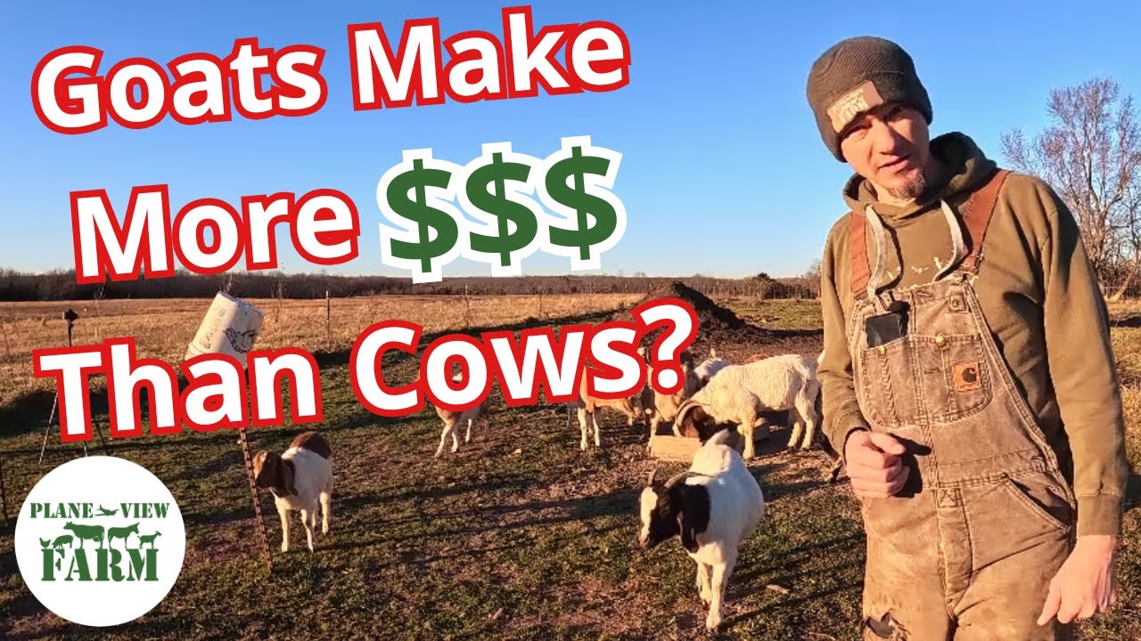 Debunking Myths About Goats – And They’re Still More Profitable Than Cattle!