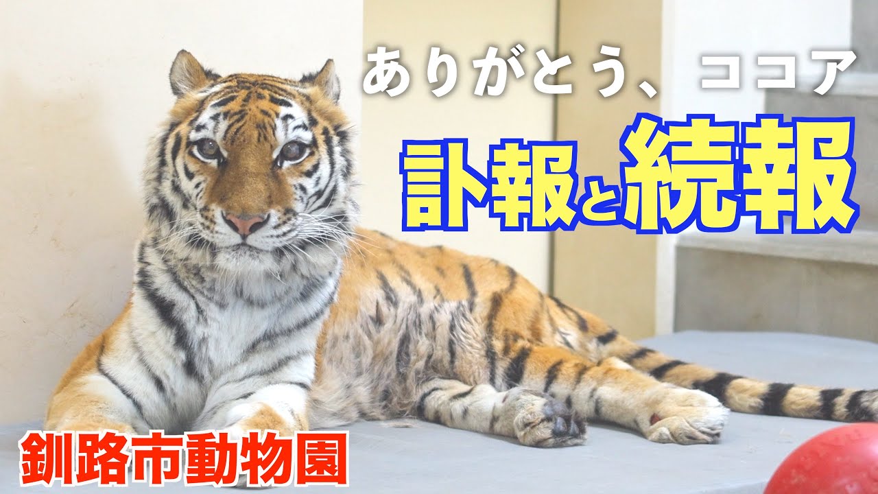 続報「ありがとう、ココア」アムールトラの訃報 続報と最後の経過　