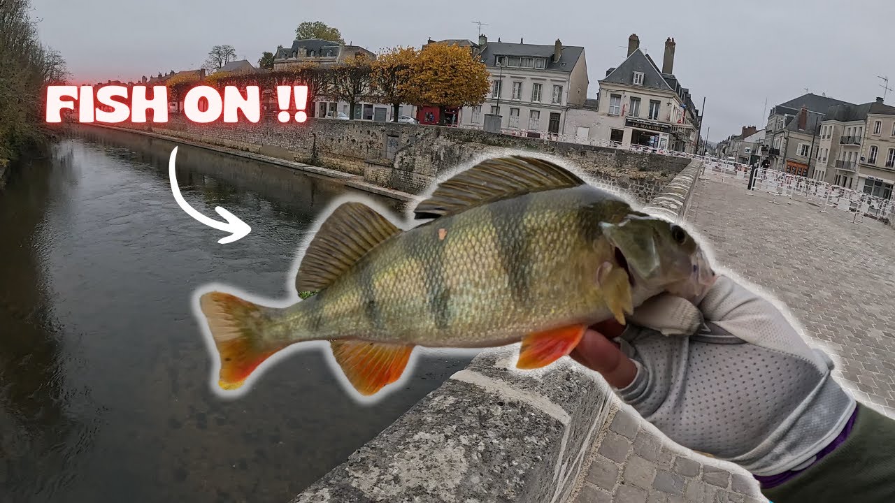 Ce FISH me fera t'il monter sur le PODIUM ??? ( Compétition de pêche en STREET FISHING à Vendôme )