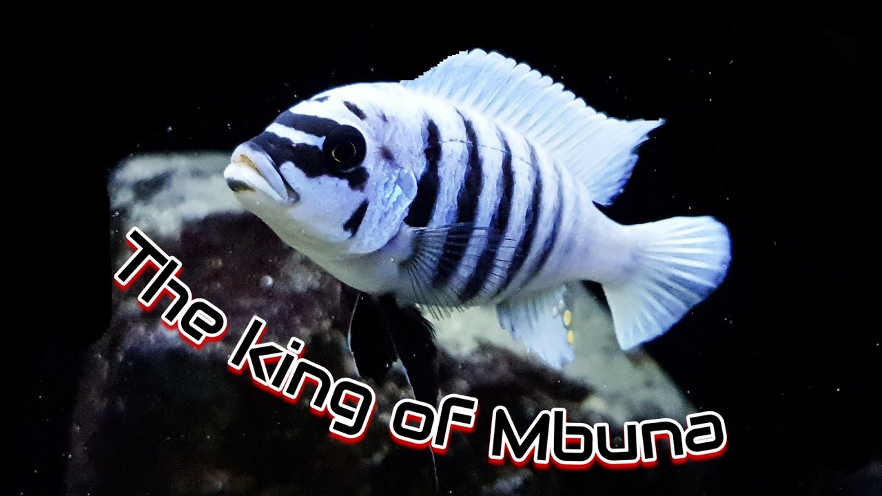 Metriaclima fainzilberi Maison reef nervousness - Malawi / mbuna
