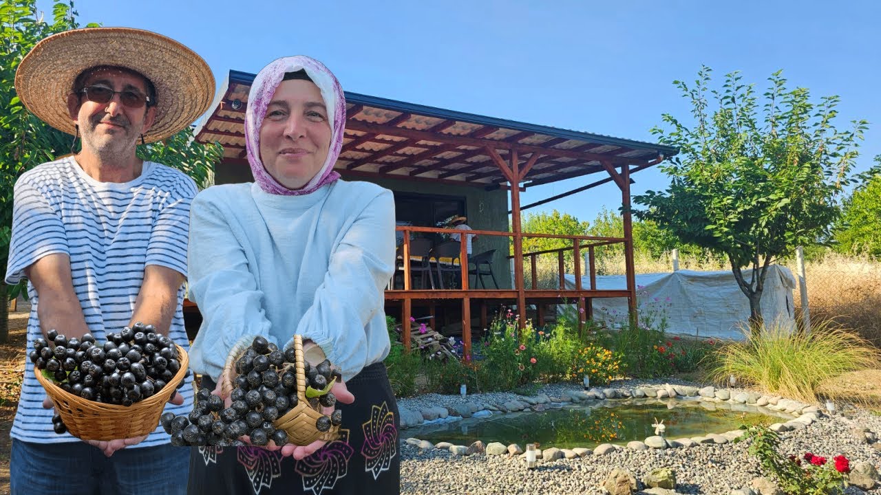 ALMANYA'DAN DÖNMEKTE KARARSIZLAR ama içtikleri bu meyvenin suyu kazanç kapıları oldu(TOKAT)