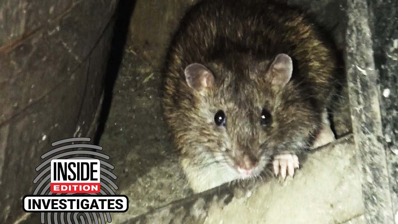 Rodents Spotted in Upscale New York City Eateries