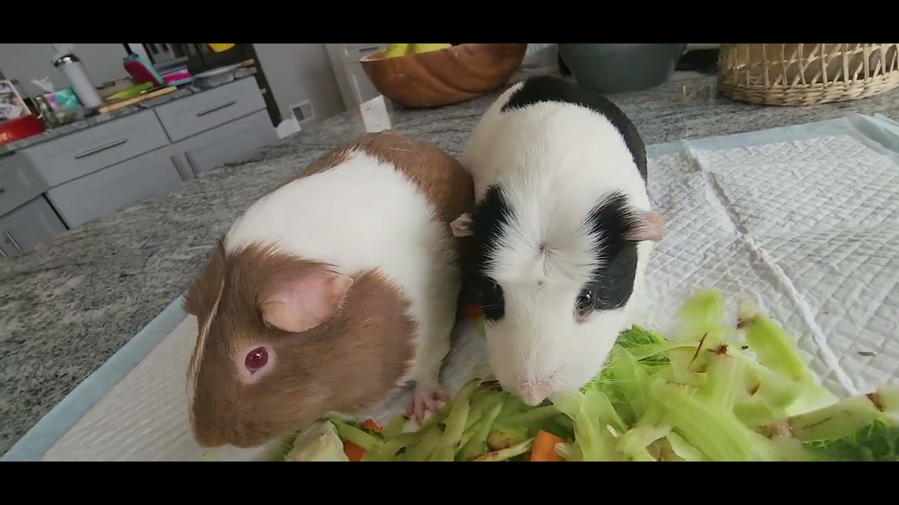 P159 cute happy guniea pigs eating sound calming relaxing soothing
