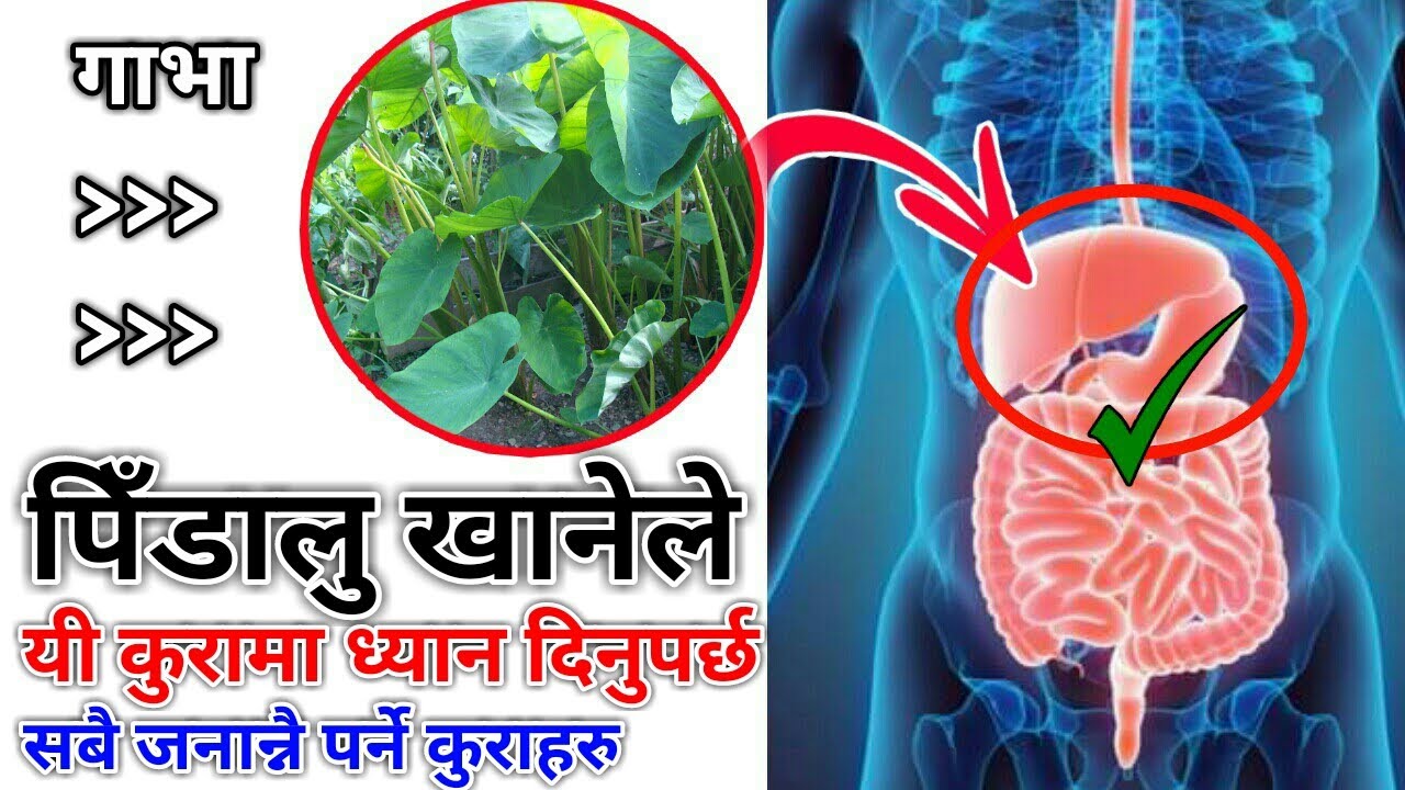 Nepali Health And Education Tips पिडालुको पात खानुभन्दा अगाडि यी हुराहरु थाहा पाउन जरुरत ।