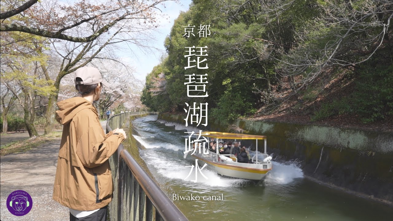【京都散策】 [㊗️国宝,重要文化財]-春の雨と桜-｜琵琶湖疏水｜山科疏水｜Biwako canal,Yamashina,Kyoto