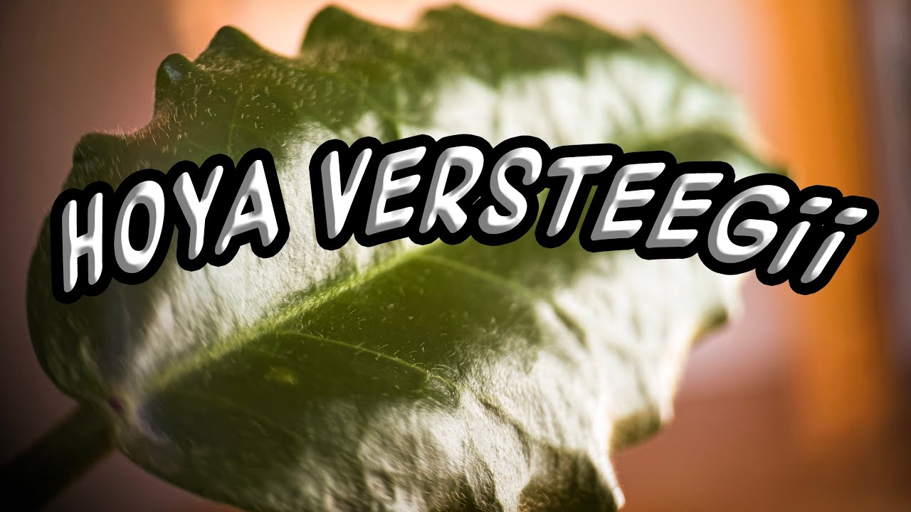 Hoya Versteegii