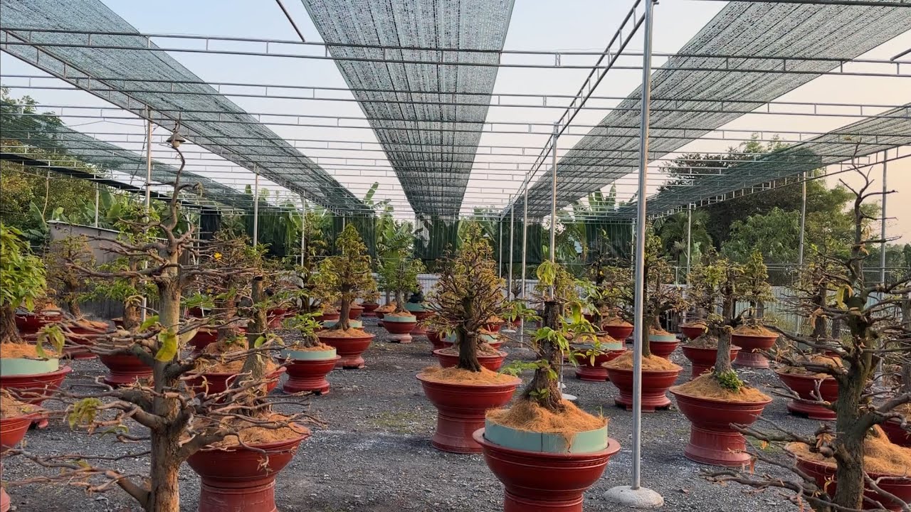 Đầu tháng 2 âm lịch phân thuốc nước cho mai như thế nào cho đúng 1/2/2026