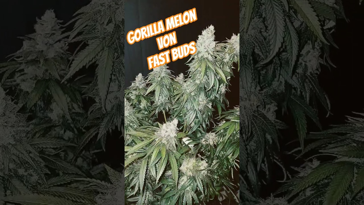 Gorilla Melon 🦍 🍉von Fast Buds #marshydroreview #cannabiseducation #fastbuds