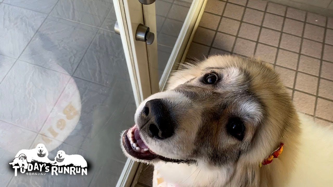 ワチャワチャし過ぎでシャンプーへ行くのもひと苦労のベルです　Great Pyrenees　グレートピレニーズ
