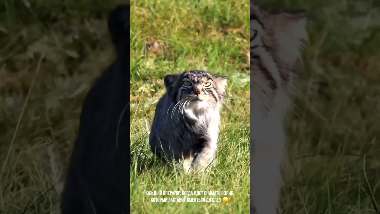 Подходим серьезно к юмору 🔥 #юмор #video #funny #humor #оператор