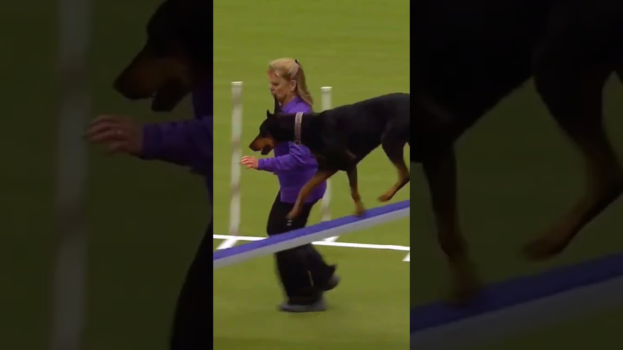 Doberman dog in Agility show