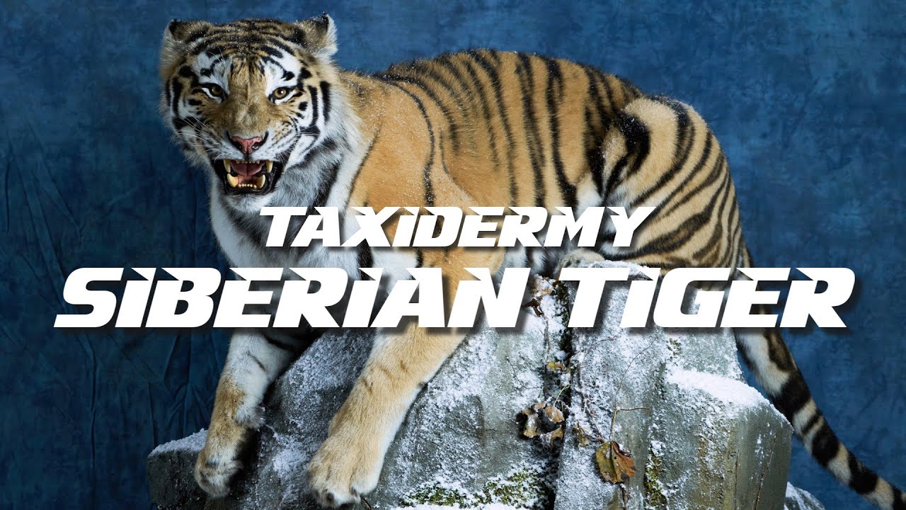 Taxidermy - Siberian Tiger