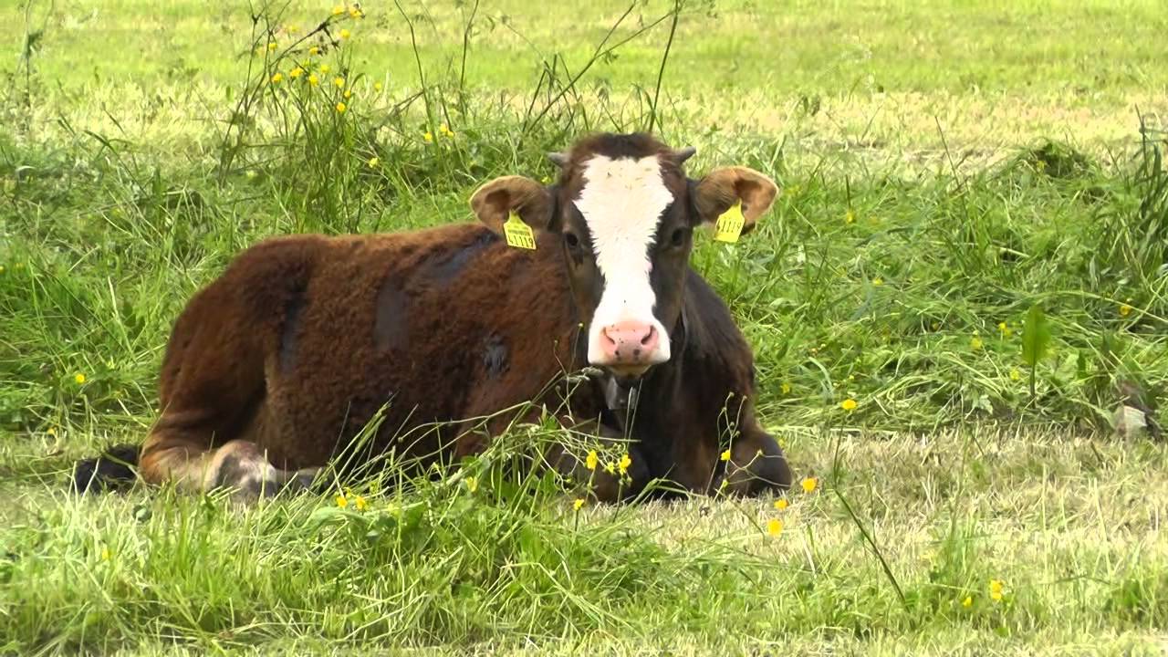 zu Gast in: Niedersonthofen (Oberallgäu)