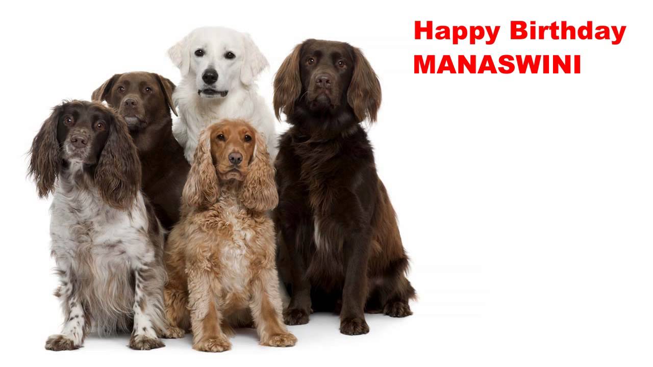 Manaswini   Dogs Perros - Happy Birthday