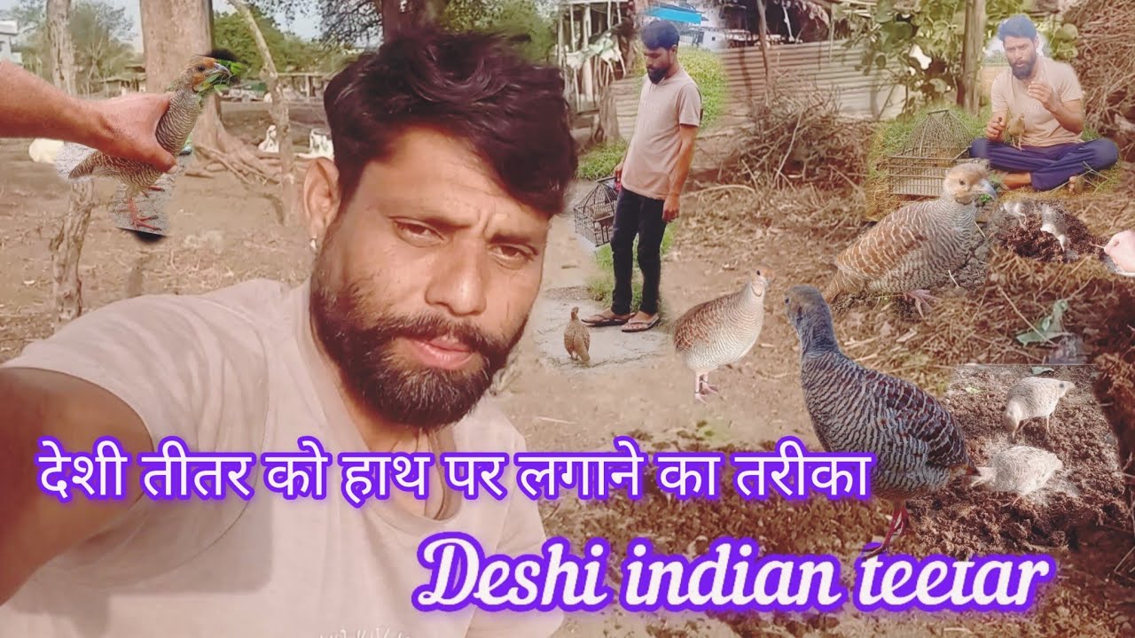 देशी तीतर के बच्चे को कैसे हाथ पर लगाए।। How to Tame a Partridge ।।