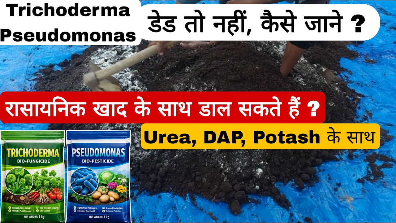 Trichoderma + Pseudomonas सही है या नकली? | DAP, Urea, के साथ मिला सकते हैं या नहीं? पूरी सच्चाई!