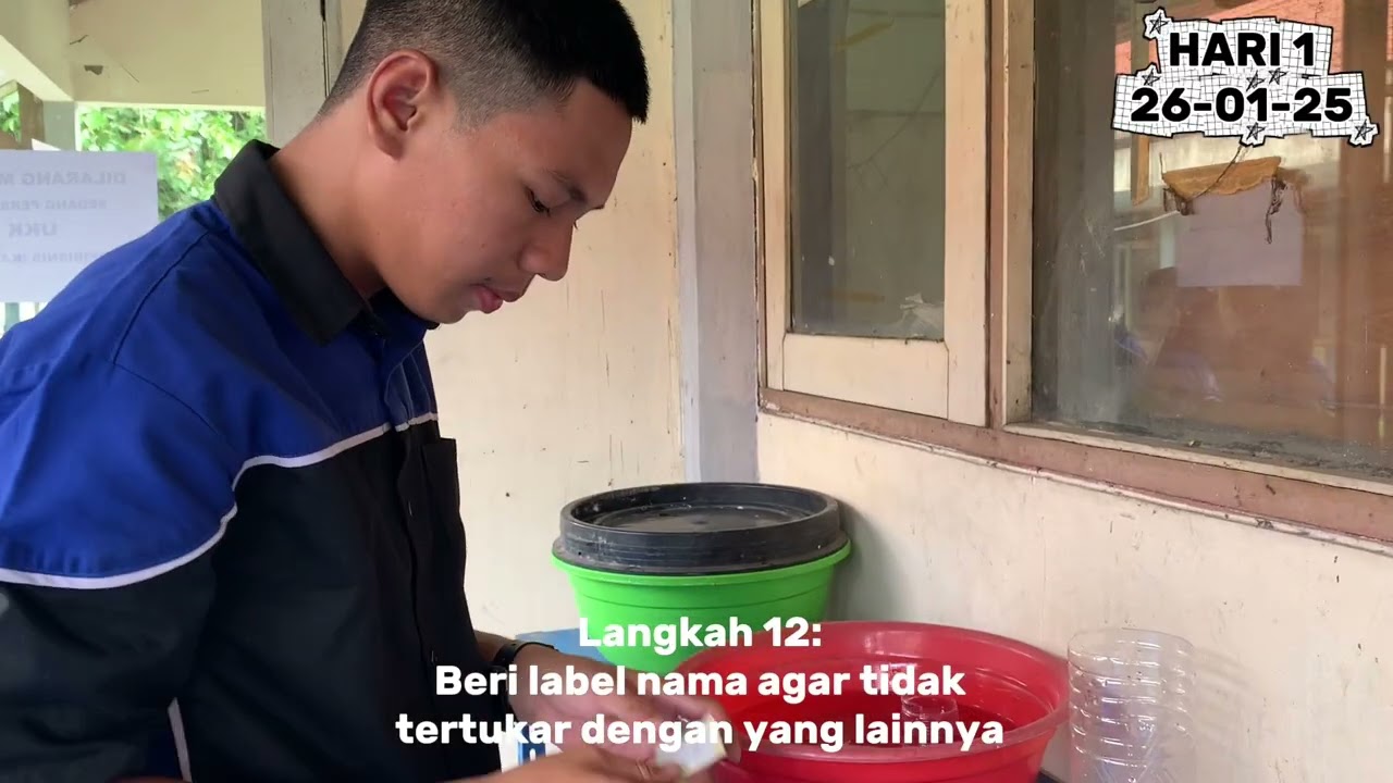 PROSES PEMIJAHAN IKAN CUPANG (BETTA SP) || AGUS SUPARMAN|| XII AGRIBISNIS IKAN HIAS || UKK 2026