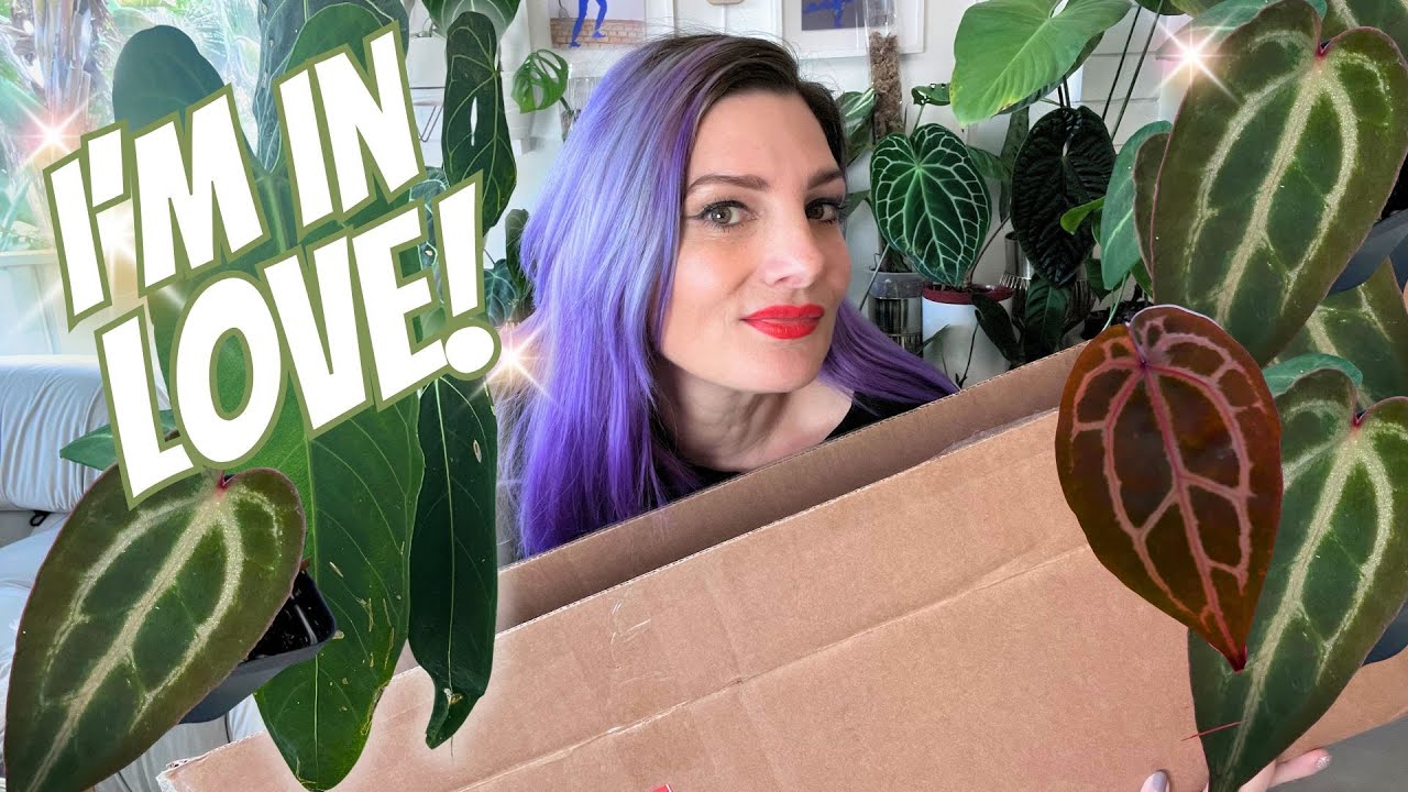 ОГРОМНОЕ редкое растение мечты 🌱 Распаковка — я все еще в шоке!😮