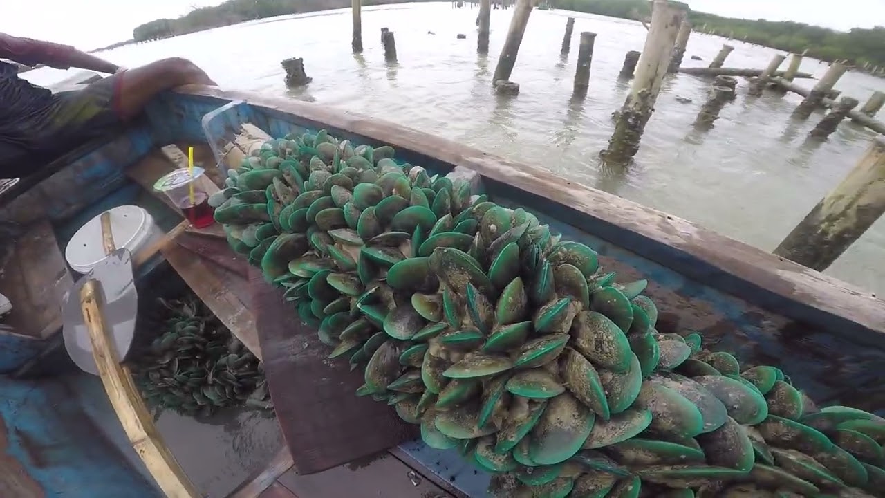 Akibat gagal mancing, pulang bawa kerang