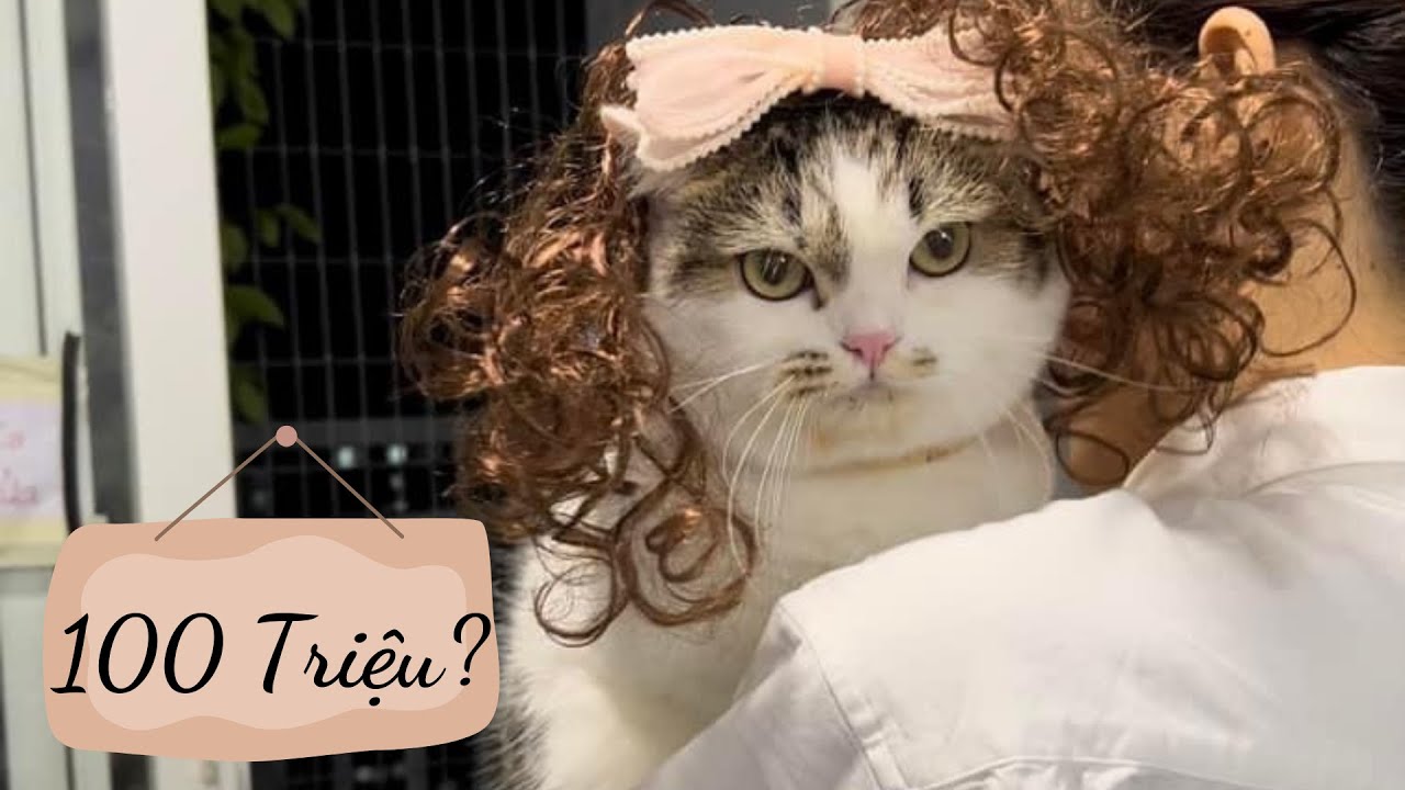 Meowisthebest - Thu Nhập Của Mình Một Tháng Bao Nhiêu ?