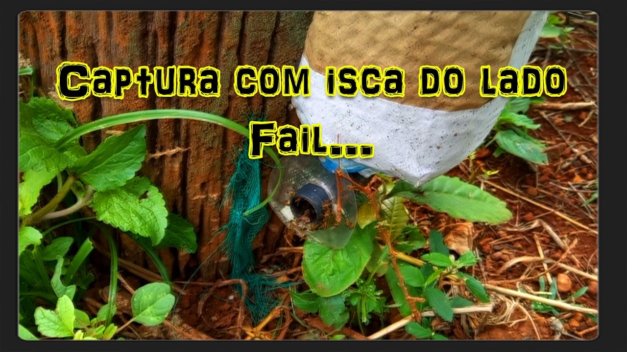 Captura de abelha Jataí com isca do lado!?