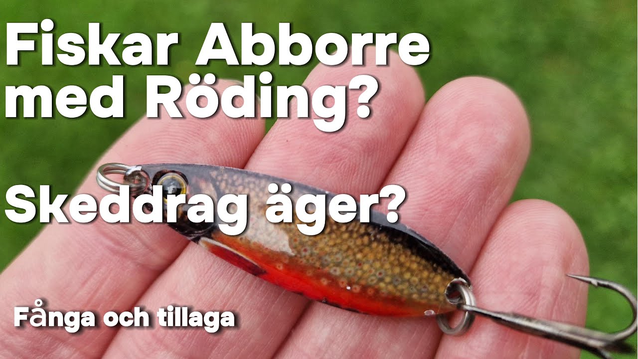 FISKE - Skeddrag efter abborre - Fånga och TILLAGA - Vansinnigt med hugg - Abborrfiske - Morgonfiske