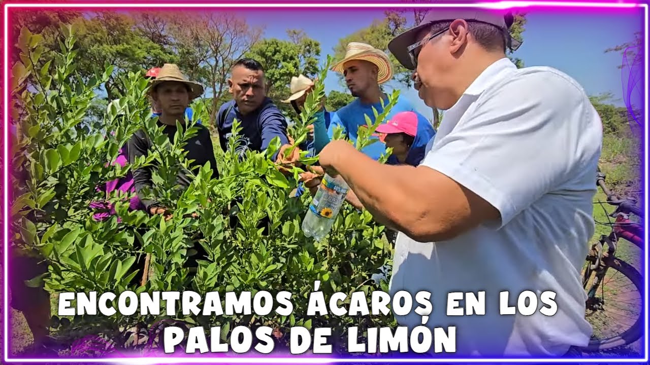 Camaron esta preocupado porque en la limonera hay una PLAGA. Zarca aprovechó a robar limones.