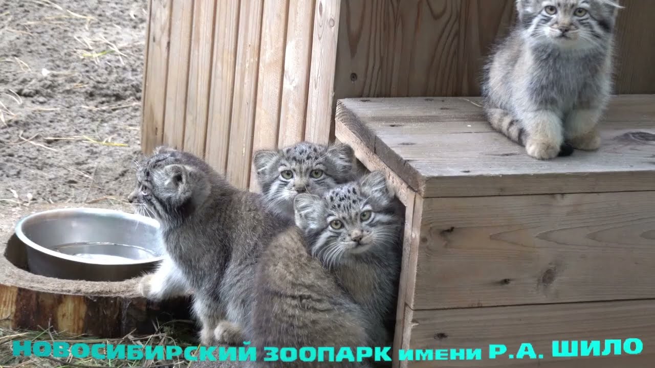 Манул Мия с котятами. 14.08.2022