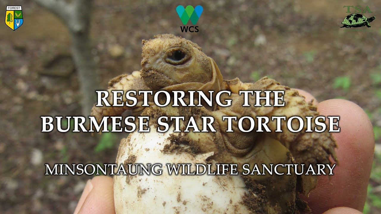 Restoring the Burmese Star Tortoise : Minsontaung Wildlife Sanctuary