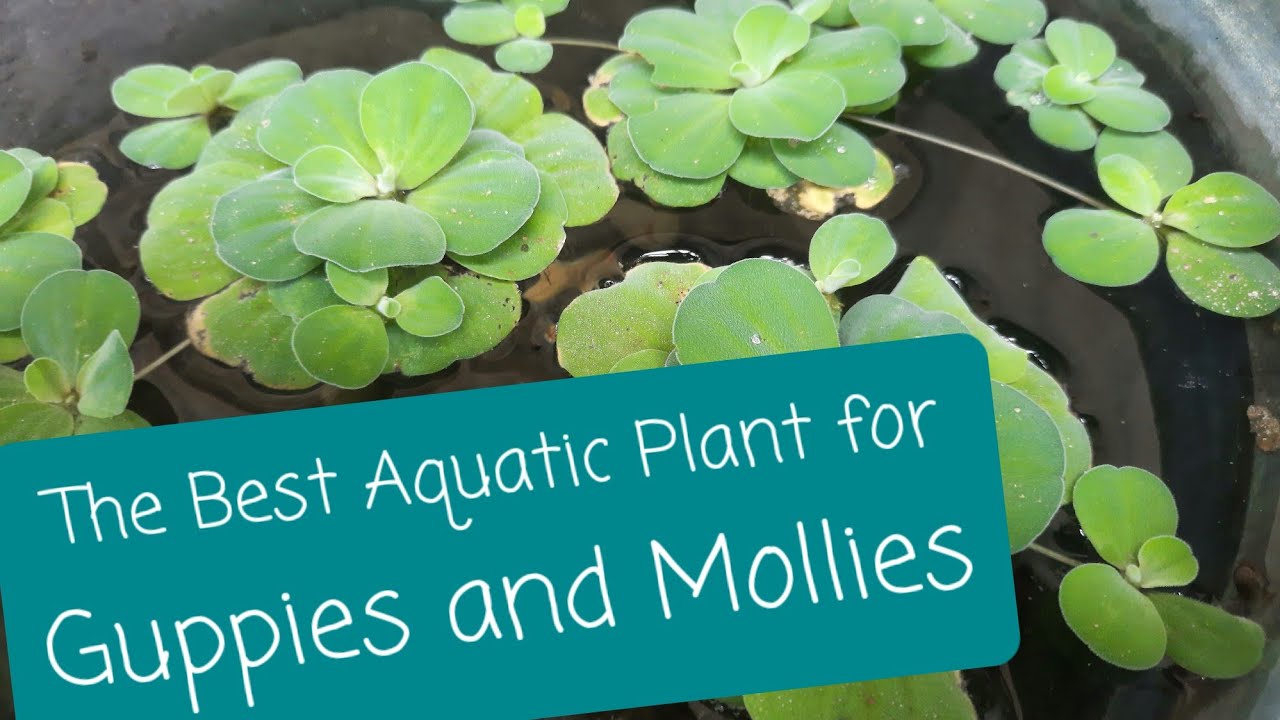 Water Lettuce - How to Maintain